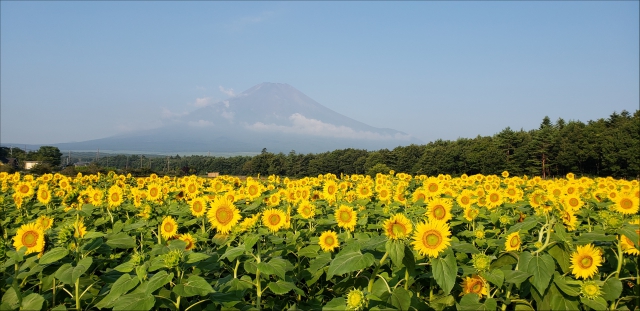 富士五湖の夏！