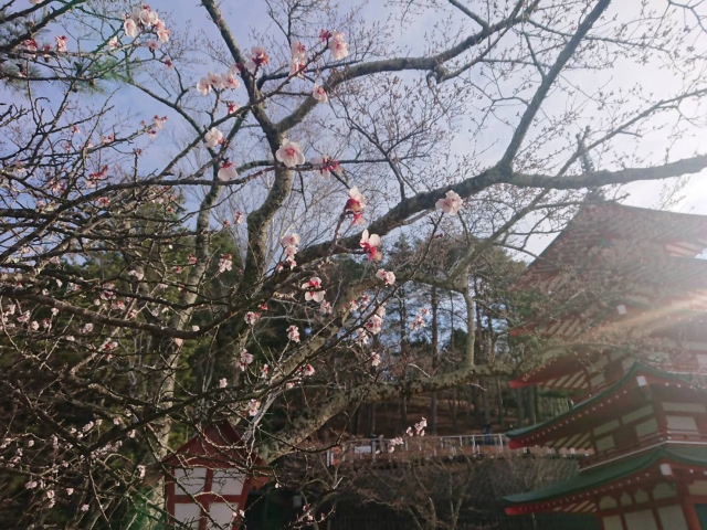 毎年1番に咲く桜だけ咲いていました～