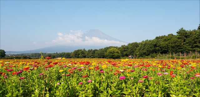 富士五湖で、素敵な夏の思い出をたくさん作ってくださいね♪

富士五湖の魅力を紹介する富士五湖観光連盟のホームページはこちらからご覧いただけます♪

ふじごっこ
https://www.mt-fuji.gr.jp/