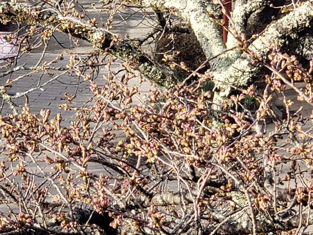 デッキから桜をズーム。
あとちょっとですね！